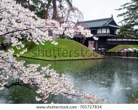 Cherry blossom or Japanese flowering cherry in the castle is blooming in the rainy day, Japan.   