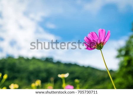 Pink Cosmos flower with blue sky