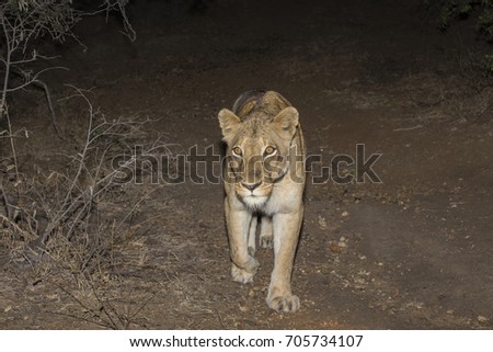 A beautiful lioness at night