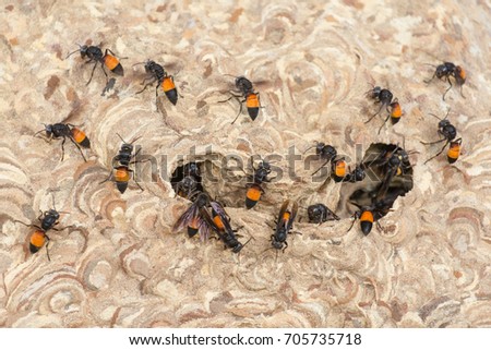 A large flying insect with a black and yellow body, Vespa affinis, the greater Banded hornet