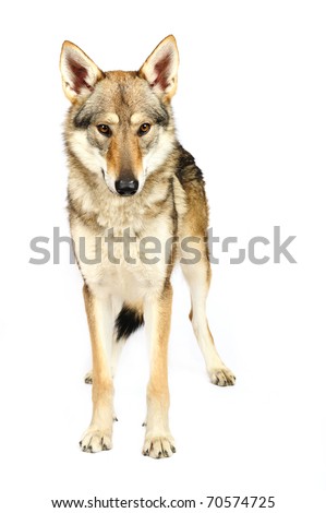 Czechoslovak wolfhound
