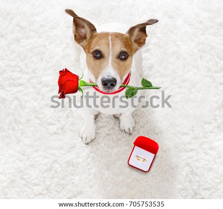 jack russel dog in love , proposing for marriage or wedding to bride with red flower rose in mouth and engagement  gold ring Royalty-Free Stock Photo #705753535
