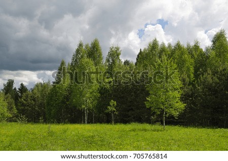 A field with thick grass and a forest in the distance, lit by the summer sun
