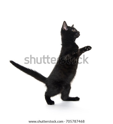 Cute black kitten playing and isolated on white background