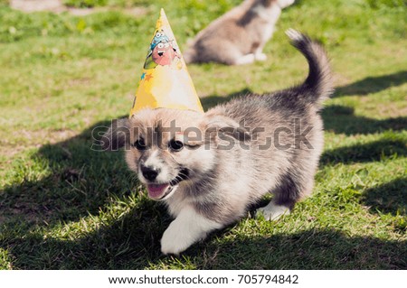 Puppy corgi dog in a fancy cap celebrating