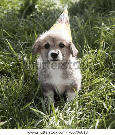 Corgi puppy in a fancy cap celebrating holiday