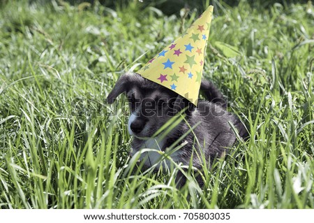 Corgi puppy dog  in a fancy cap celebrates the holiday