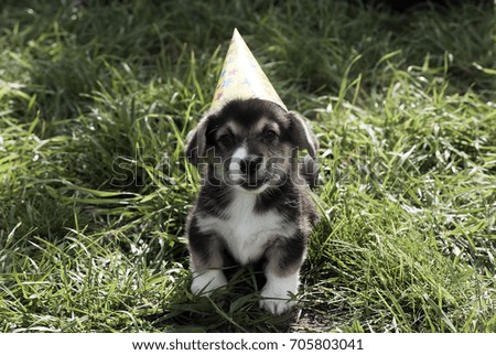 Corgi puppy dog  in a fancy cap celebrates the holiday