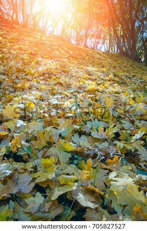 Yellow fallen leaves close-up in the forest at dawn. Natural composition