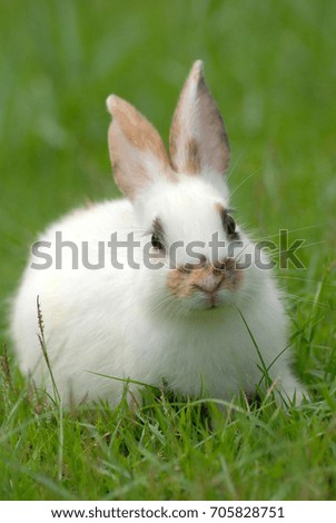 Thai Rabbit