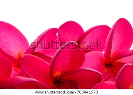flowers plumeria isolated on white background