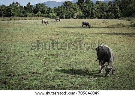 group of buffalo graze at the meadow in thailand