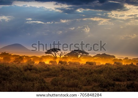 Migration of elephants. Herd of elephants. Evening in the African savannah. Royalty-Free Stock Photo #705848284