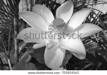 Black and white image of beautiful lotus flower