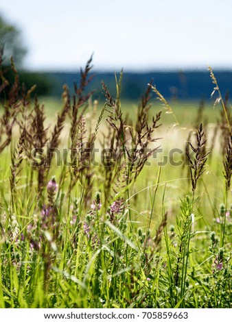 field with summer flowers blooming with blur background - vertical, mobile device ready image