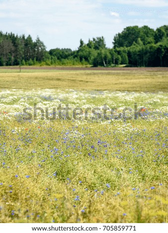 field with summer flowers blooming with blur background - vertical, mobile device ready image