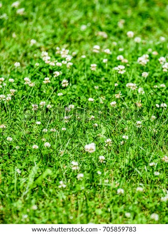 sunny meadow with flowers and green grass in summer at countryside - vertical, mobile device ready image