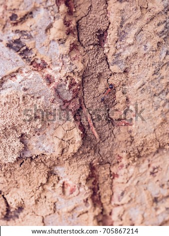 close up red ant (fire ant) on surface of tree from tropical country