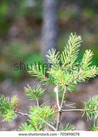 Horizontal image of lush early spring foliage - vibrant green spring fresh leaves of tree - vertical, mobile device ready image