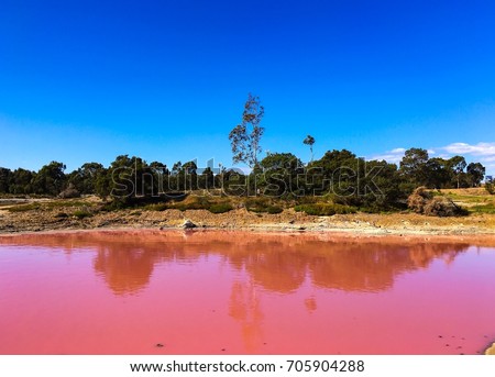 Pink lake in Australia and the reflection of trees and bushes on mirror water with blue sky on background. Royalty-Free Stock Photo #705904288