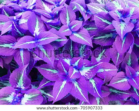 leaves wall Royalty-Free Stock Photo #705907333