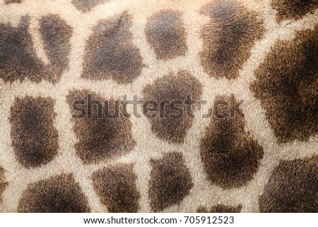 Giraffe in forest Africa,animal texture background.