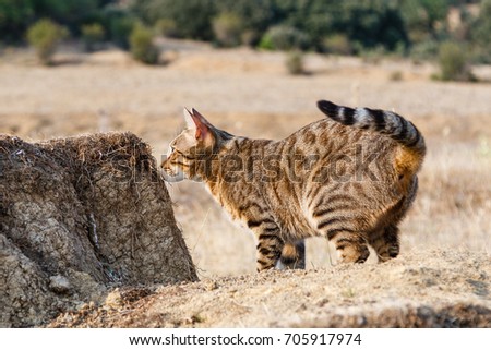 Bengal cat, Bengali, watching over mound of earth.