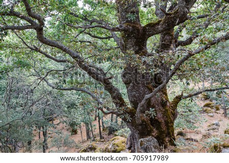 Pyrenean oak. Quercus pyrenaica. Natural Park of Lake Sanabria and surroundings.
