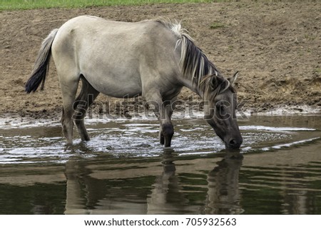 Mare in water, drinking, wild horses at Merfelderbruch, Duelmen, North Rhine-Westphalia, Germany