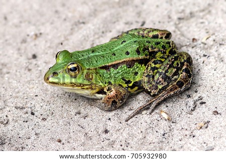 European Marsh Frog (Pelophylax ridibundus) seen in profile Royalty-Free Stock Photo #705932980