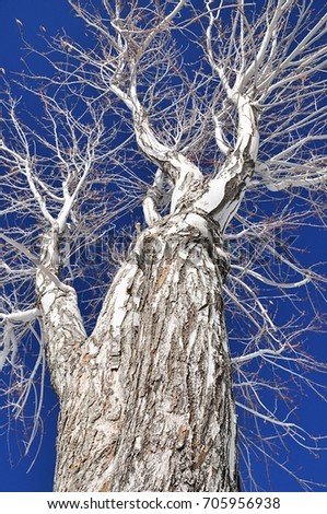  white leafless tree and its branches contrast with blue sky background, look up angle