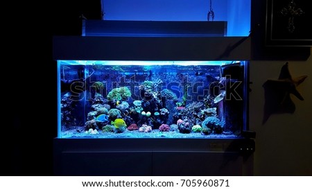 Coral reef aquarium tank Royalty-Free Stock Photo #705960871