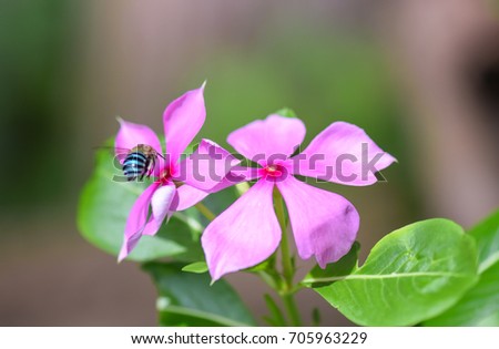 insect flying on pink flower 
