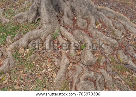 Hawaiian Tropical Tree Roots and Ground Cover.