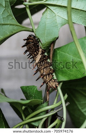 Caterpillar eating leaves.