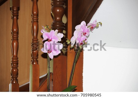 Flower in the house