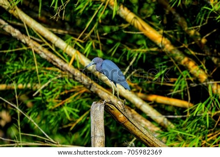 Blue Heron Costa Rica
