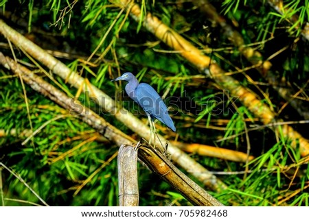 Blue Heron Costa Rica