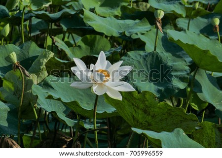 Pink lotus flower in the pond in the morning with sunlight. Ho Chi Minh, Viet Nam