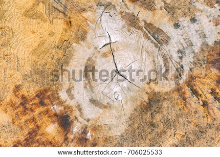 Wooden stump isolated on white background. Mockup. Texture