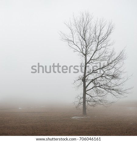 Moody Halloween background with alone Tree in fog outdoor
