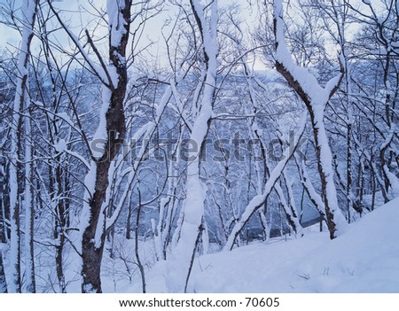 Winter icy landscape