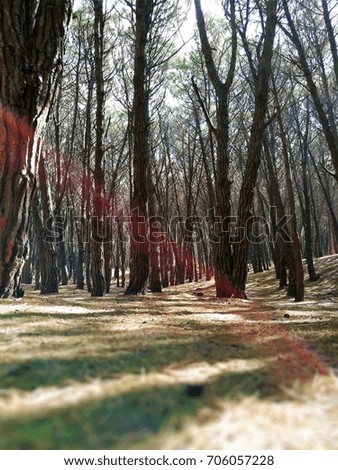 Beam of red light in a forest