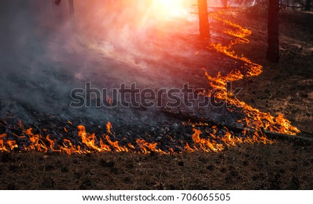fire. wildfire, burning pine forest in the smoke and flames. Royalty-Free Stock Photo #706065505