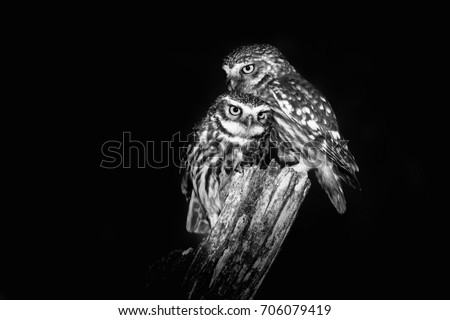 Cuddling pair of Little Owls (Athene noctua) perched on a pale captured close up at night. Black and white picture.