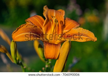 Tiger lilies. A wild orange tiger lily. Close up