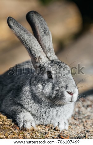 California cotton tail rabbit on green lawn; focus on rabbit