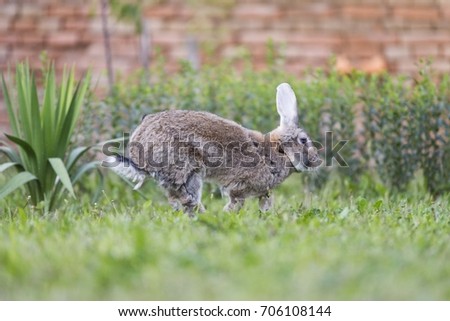 house cony rabbit in grass