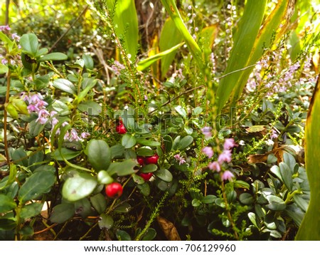 Branches of the cowberry with green leaves and red berries among the blooming Heather