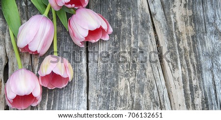 Spring. Holiday background with tulips flowers